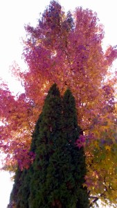 Two pines Hugged by pink leafy tree