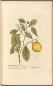 Citron from New York Public Library
